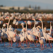 Flamingo-Beobachtung im Ebrodelta bei Sonnenuntergang