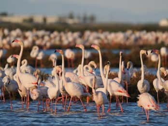 Avistamiento de flamencos en el delta del Ebro al atardecer
