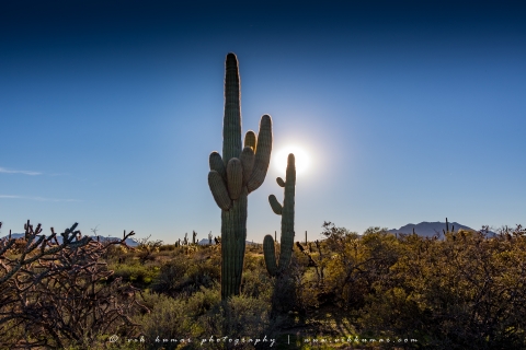 Von Scottsdale aus: Ausflug in die Sonoran-Wüste und den Tonto National Forest2-stündiger Wüstentrip bei Tag