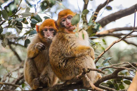 From Fez: Middle Atlas and Monkey Forest Day Trip