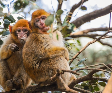 From Fez: Middle Atlas and Monkey Forest Day Trip
