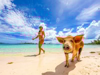 Nassau, Swimming Pigs, Snorkeling and Beach Boat Tour - Housity