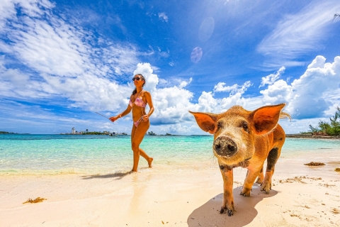 Cerdos nadadores, lancha rápida, snorkel, paquete de escapada a la playaOpción Estándar