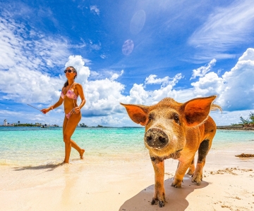 Nassau: Swimming Pigs, Snorkeling and Beach Boat Tour