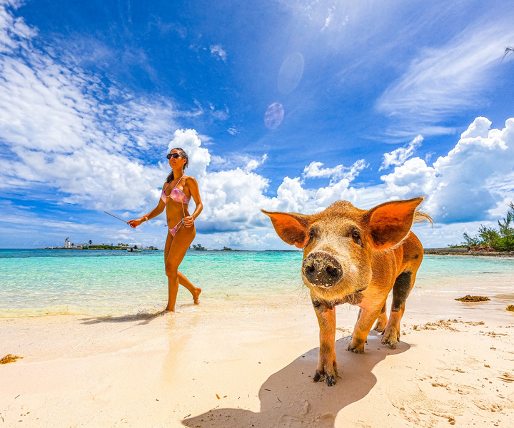 Nassau: Schwimmende Schweine, Schnorcheln und Strand Speedboat Tour