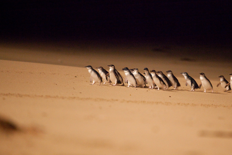 From Melbourne: Phillip Island Penguin Parade Express Trip