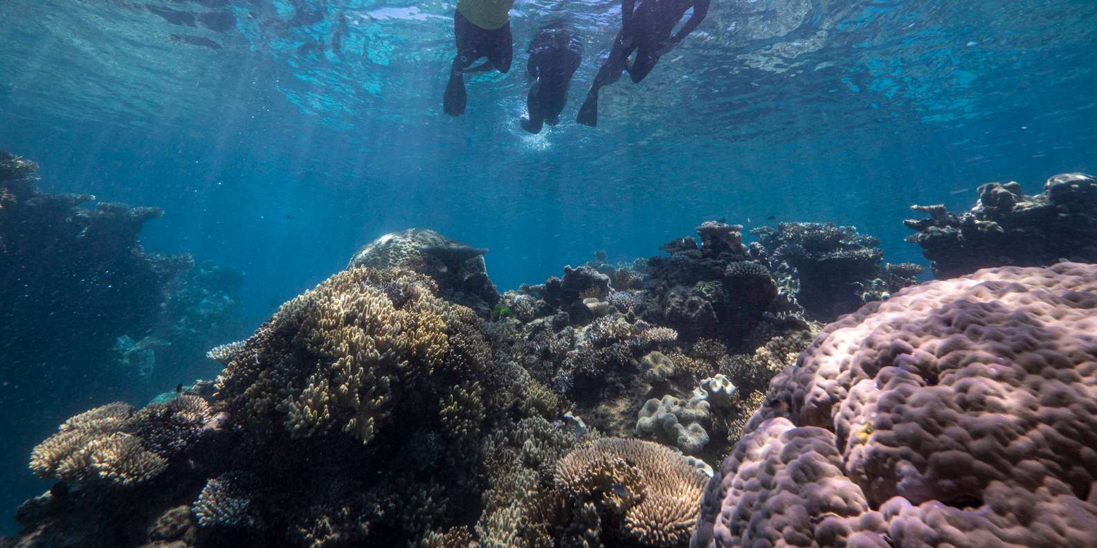 From Cairns: Great Barrier Reef Cruise by Premium Catamaran — gallery image 5