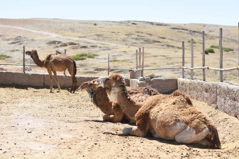 Marrakech Gita Giornaliera Privata Nel Deserto Di Agafay E Sulle