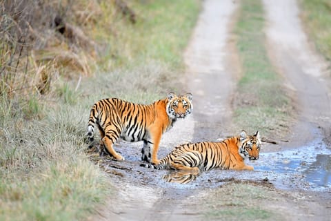 Accesso "salta la coda": Safari nella giungla del Parco Nazionale di Panna