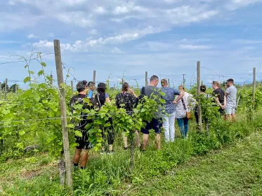 Sirmione: Weinbergstour mit Lugana-Weinen und lokalen Verkostungen