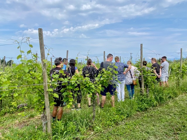Visit Sirmione Vineyard Tour with Lugana Wines and Local Tastings in Sirmione, Italy