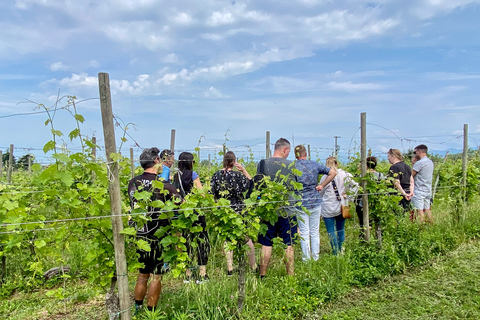 Sirmione: Vineyard Tour with Lugana Wines and Local Tastings 5 Wines