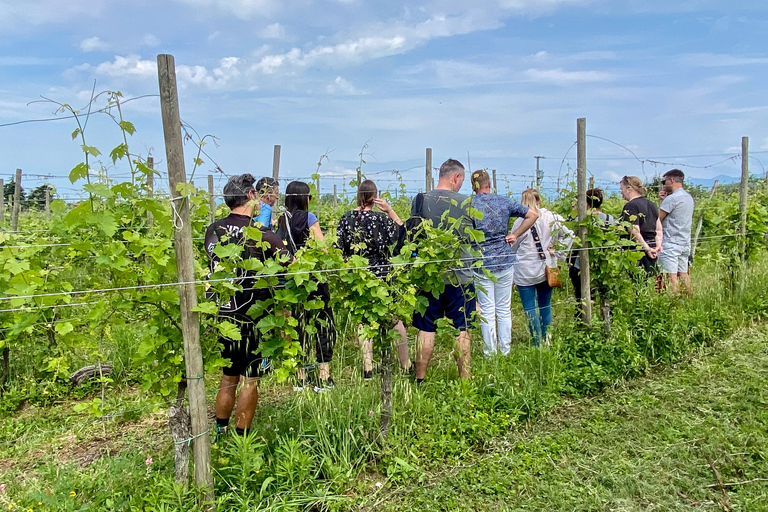 Sirmione: Vineyard Tour with Lugana Wines and Local Tastings 5 Wines
