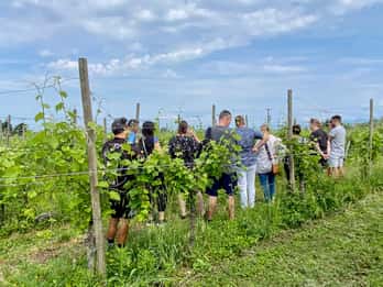Sirmione: Passeio pelos vinhedos com vinhos Lugana e degustações locais