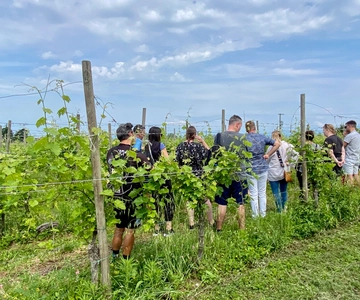 Sirmione: Vineyard Tour with Lugana Wines and Local Tastings