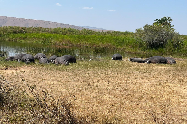 Depuis Kigali : 1 jour de safari dans l&#039;Akagera et tour en bateau. Tout compris