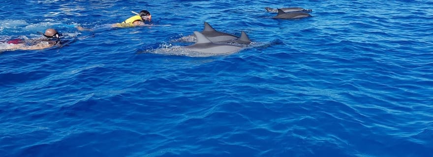 Journée d'observation des dauphins Ile aux Benitiers & Crystal Rock
