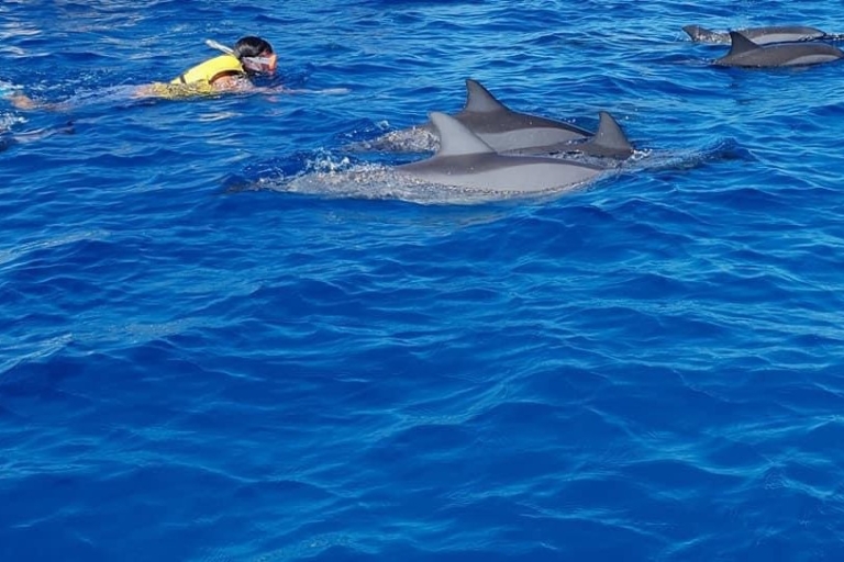 Całodzienne oglądanie delfinów Ile aux Benitiers i Crystal Rock