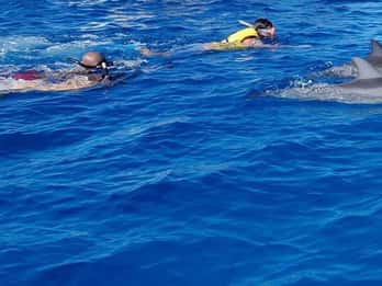 Día completo de avistamiento de delfines Ile aux Benitiers y Crystal Rock