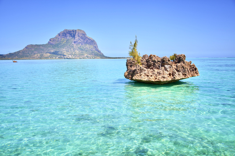 Full Day Dolphins Watching Ile aux Benitiers & Crystal Rock