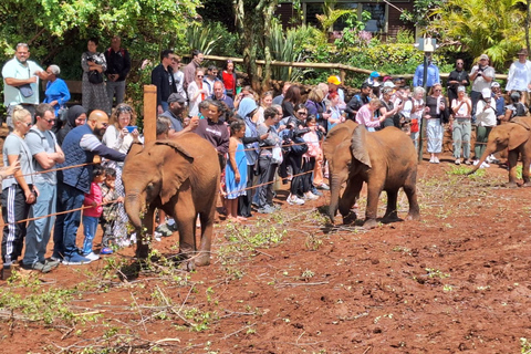 Baby-Elefanten-Waisenhaus und Giraffen-Zentrum Guide Tour