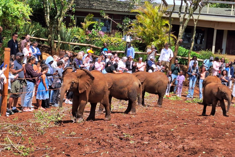 Baby-Elefanten-Waisenhaus und Giraffen-Zentrum Guide Tour