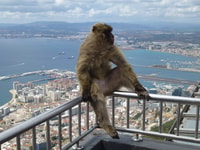 Costa del Sol, Gibraltar Day Trip with Optional Rock Tour - Housity