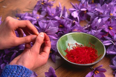 Olmedo: Guided tour of saffron laboratory with tasting