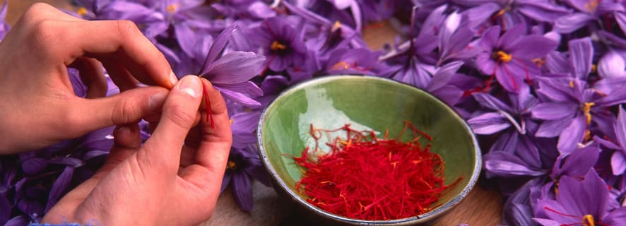 Olmedo: Guided tour of saffron laboratory with tasting