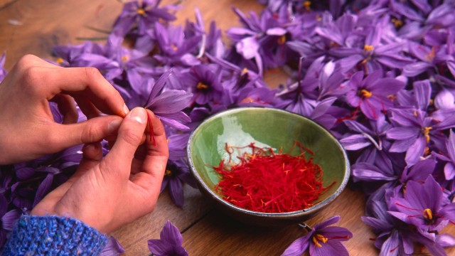 Visit Olmedo Guided tour of saffron laboratory with tasting in Alghero