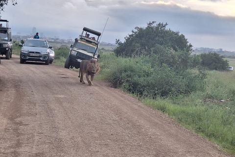 Parque Nacional, Bebé Elefante, &Centro Jirafa &Karen Blixxen