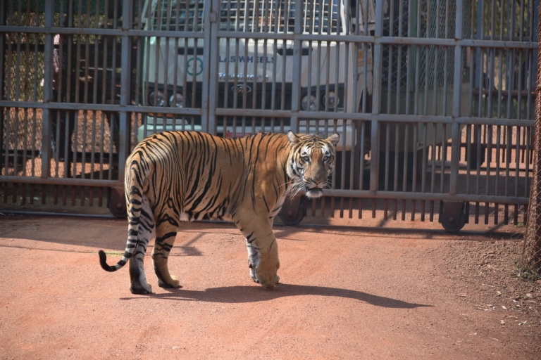 Z Jaipur: 2 dni Ranthambore Tiger Safari Tour samochodemZdobądź 5-gwiazdkowy hotel, samochód, kierowcę, przewodnika, 2 safari i pełny posiłek