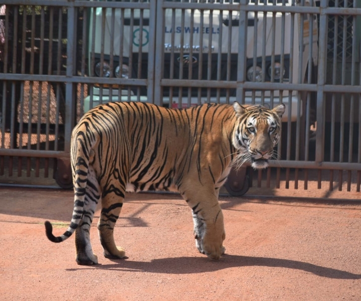 From Jaipur : 2 Days Ranthambore Tiger Safari Tour By Car