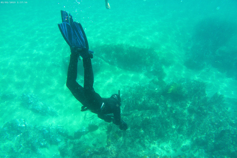 Desde Sesimbra: Costa de Arrábida SeaView Board Tour