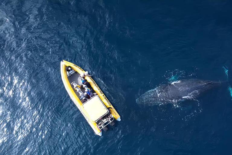 Noosa : Observation des baleines à bosseNoosa: visite d&#039;observation des baleines à bosse