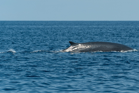 Savona: Pelagos Sanctuary Wildlife Cruise with Guide