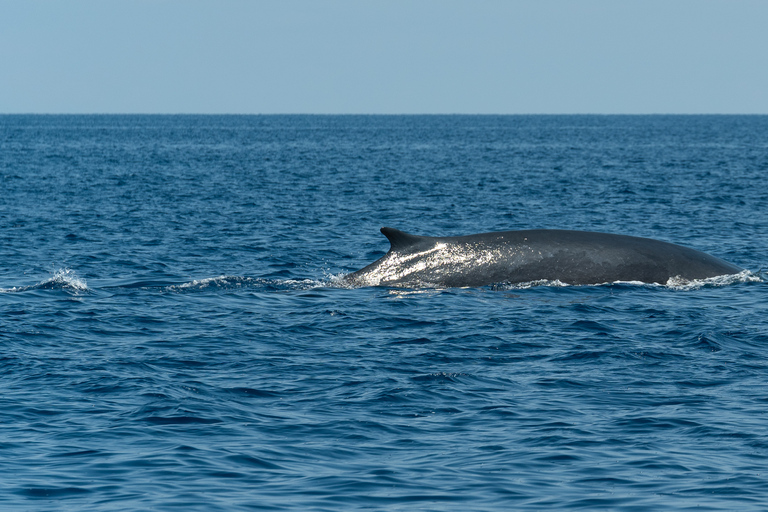 Savona: Pelagos Sanctuary Wildlife Cruise with Guide