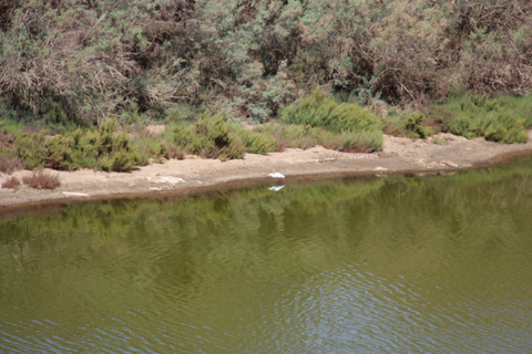 From Agadir: 4×4 Sahara Desert Safari with Lunch and Pickup