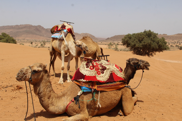 Van Agadir: 4×4 Sahara-woestijnsafari met lunch en ophalenVanuit Agadir: 4×4 Sahara-woestijnsafari met lunch en ophalen