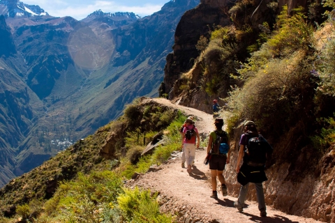 Depuis Arequipa : Excursion d'une journée au Canyon de ColcaJournée entière dans le canyon de Colca
