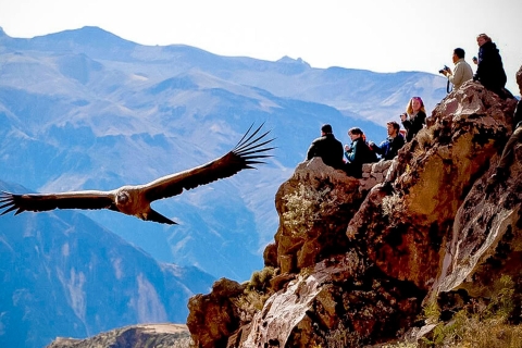 Von Arequipa aus: Ganztägige Colca Canyon TourGanzer Tag Colca Canyon