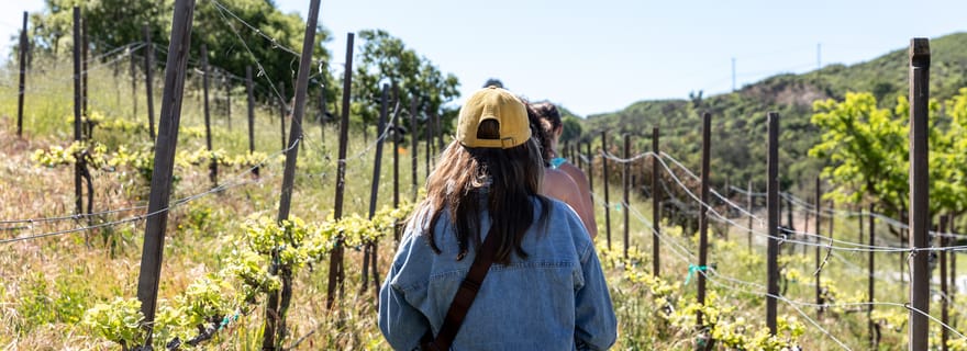 Malibu : randonnée guidée dans les vignobles avec arrêts photos et dégustation de vin