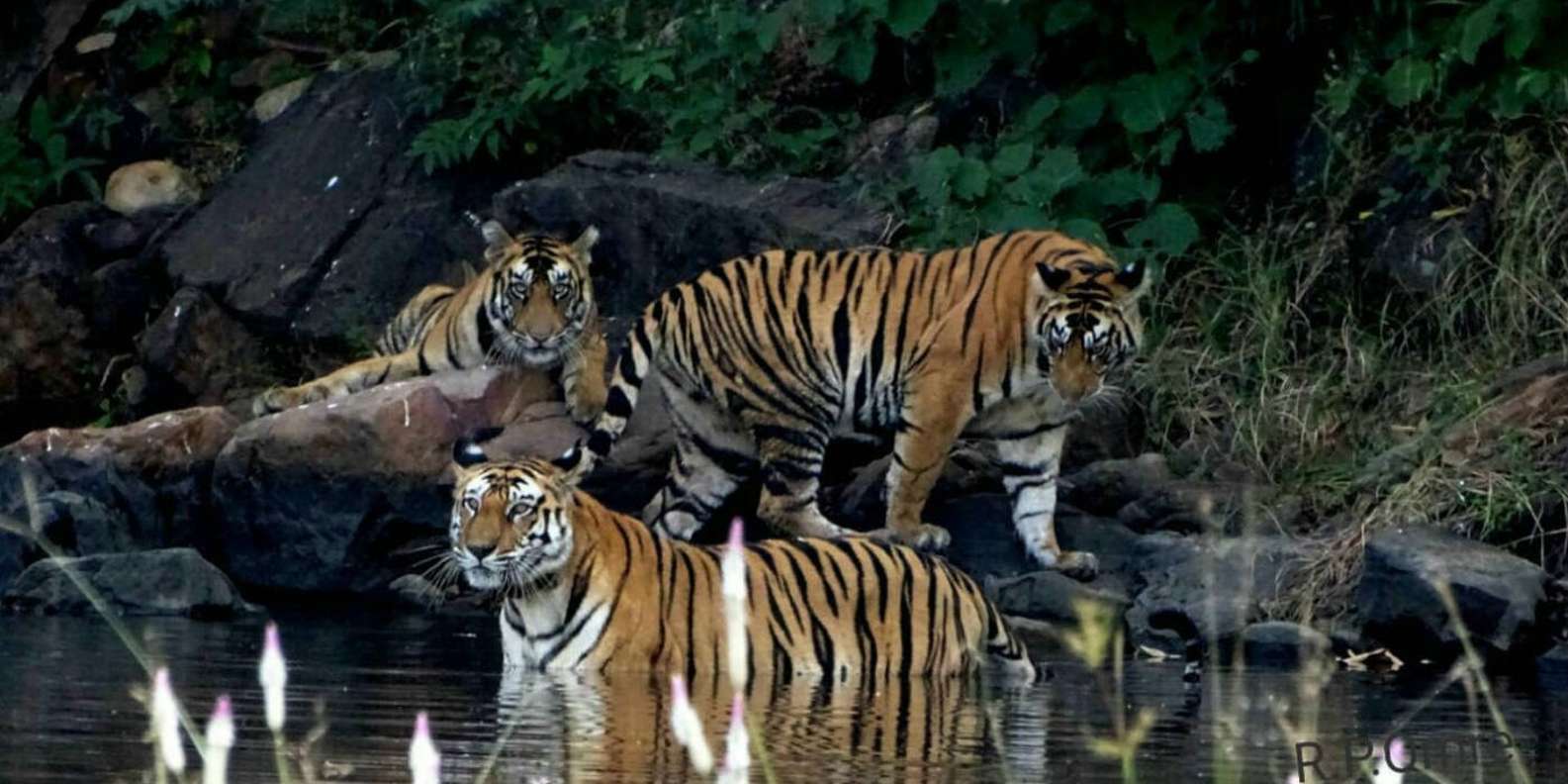 Safari in India: Meet the Royal Bengal Tiger