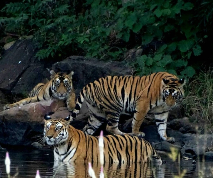 Pench National Park: Skin the Line Access to Jungle Safari