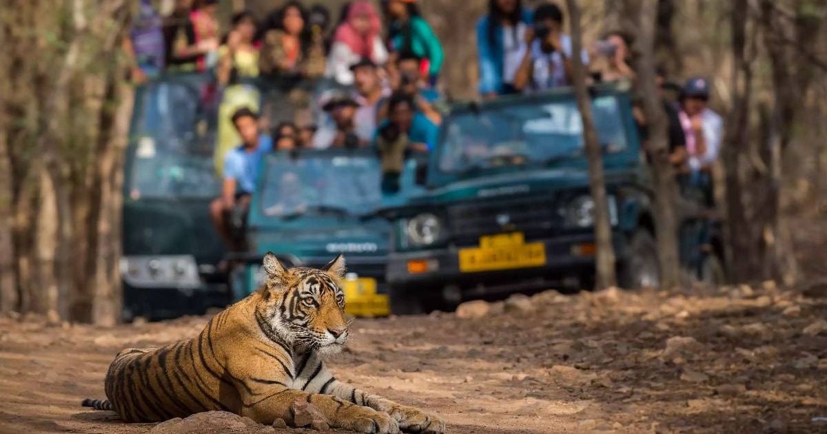 Da Jaipur Ultimate Jaipur a Ranthambore Jeep Safari Tour GetYourGuide
