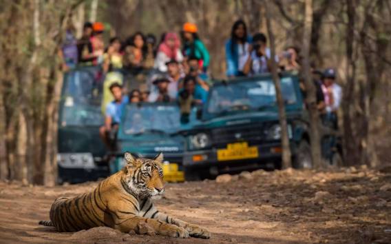 Von Jaipur:Ultimative Jaipur nach Ranthambore Jeep Safari Tour