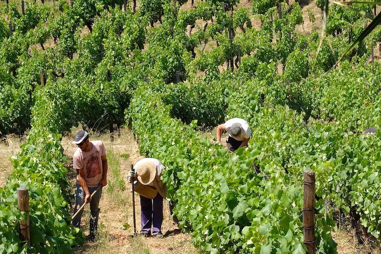 Från Porto: Douro-regionens privata mat- och vindagstur