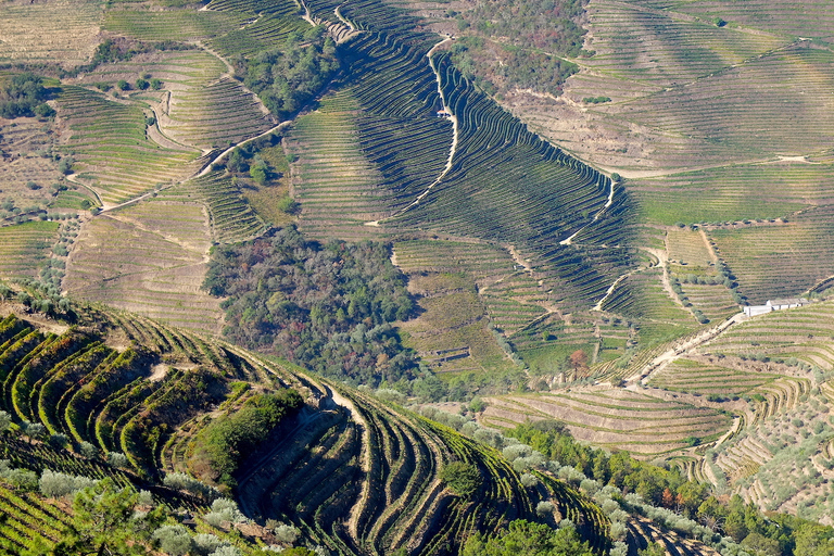 Från Porto: Douro-regionens privata mat- och vindagstur