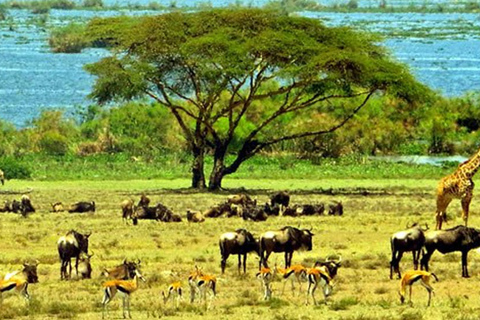 TOUR DI UN GIORNO AL LAGO NAIVASHA, CRESCENT ISLAND E HELL&#039;S GATE