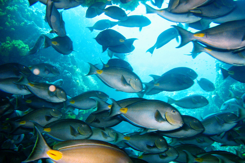 Tarrafal: Wycieczka z nurkowaniem wzdłuż wybrzeża